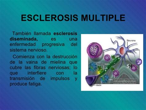Multiple sclerosis (ms), also known as encephalomyelitis disseminata, is a demyelinating disease in which the insulating covers of nerve cells in the brain and spinal cord are damaged. Esclerosis multiple