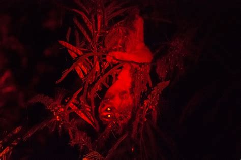 The Taste Of Calliandra Little Fireface Project