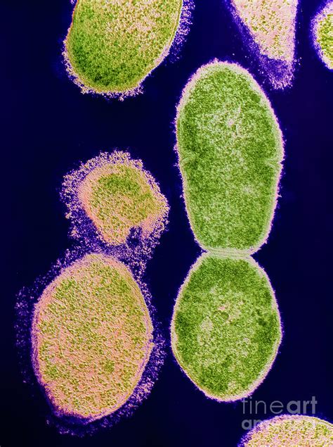 Streptococcus Pneumoniae Bacteria 1 Photograph By Dr Kari Lounatmaa