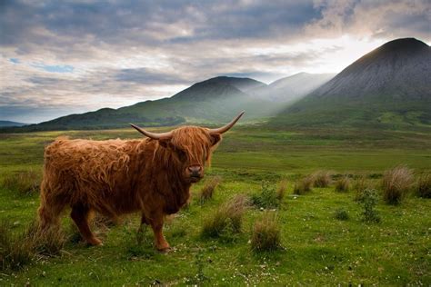 Highland Cow Isle Of Skye Highland Cow Cow Scottish Highland Cow
