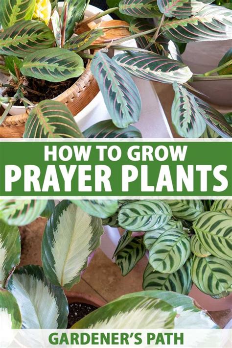 How To Grow And Care For Prayer Plants Gardeners Path