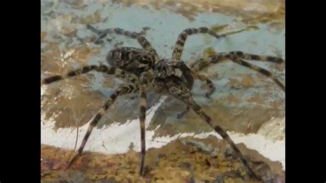 Despite this fact, an urban legend exists that says daddy long legs are the most venomous animals on the planet. Vermont Wood Shop Spider - YouTube