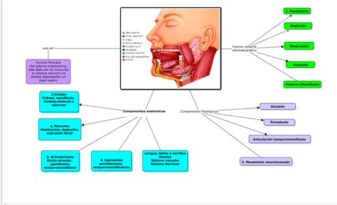 Programa De Promoci N Y Prevenci N En La Salud Oral Principales Componentes Y Funciones De La