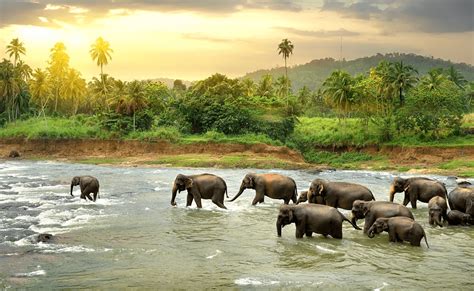Top 10 Tourist Attraction To Visit In Sri Lanka Tour To Planet