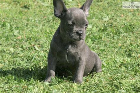 We just cannot get enough of them and enjoy the love, entertainment, and companionship that they bring. Stanley Fci: French Bulldog puppy for sale near Seattle ...