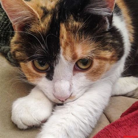 Best 25 Calico Cats Ideas On Pinterest Fluffy Kittens