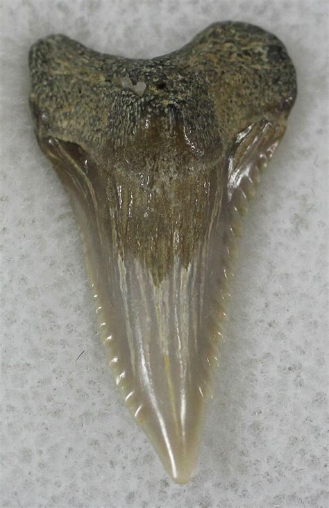 88 Hemipristis Shark Tooth Fossil Virginia For Sale 25694