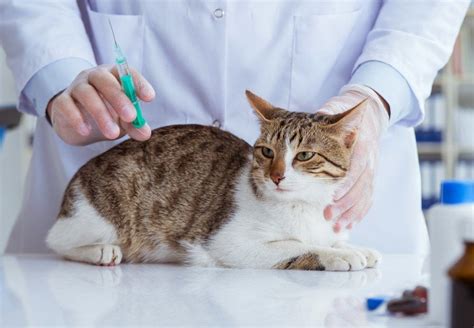 7 Most Common Cat Health Problems Petsoid