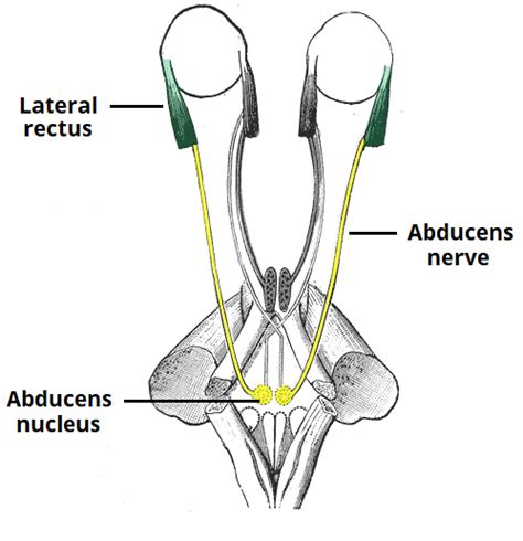 The Abducens Nerve Cn Vi Course Motor Teachmeanatomy