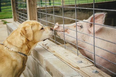 Dog And Pig Sniffing Each Other Through Fence Artmuso Creative Magazine