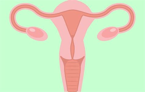 Ovaries And Facts Every Woman Should Know About Them Dr Aliabadi Los Angeles OBGYN