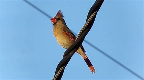 Female Northern Cardinal Singing 4217 Youtube