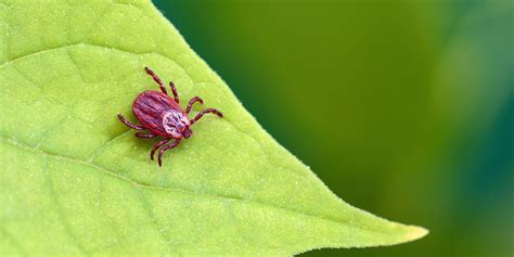 Wenn sie auf der suche nach komfort, wohlbefinden und ruhe sind, finden sie in. Milben-Teaser