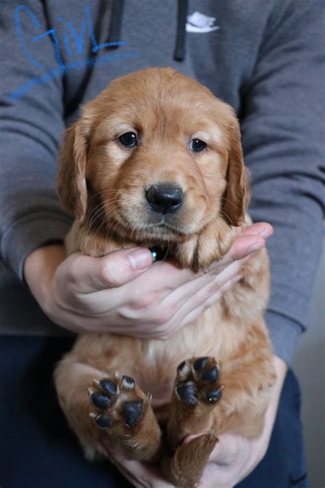 √√ Golden Retriever Puppies For Sale 200 Idaho Usa Buy Puppy In Your