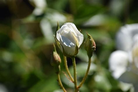 White Rose Bud Opening Stock Photo Download Image Now Bud Flower