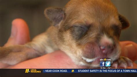 15 Puppies In Need Of Care And Support Abc11 Raleigh Durham