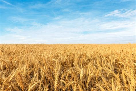 Wheat Field Stock Photos Pictures And Royalty Free Images Istock
