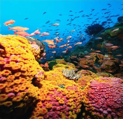 Colorful Coral Reef The Wondrous Pics