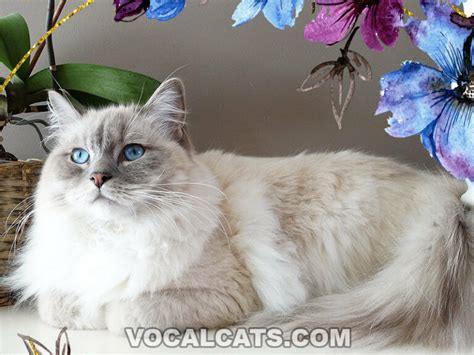 Blue Ragdoll Cat Complete Guide Vocal Cats