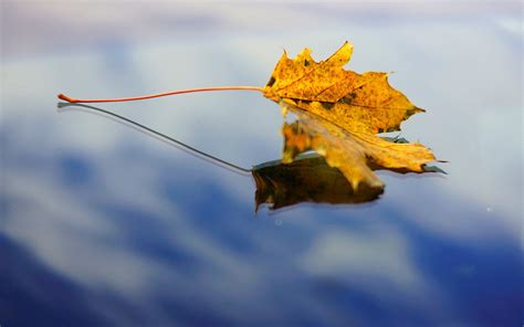 Close Up Leaf Water Sky Reflection Background Wallpaper
