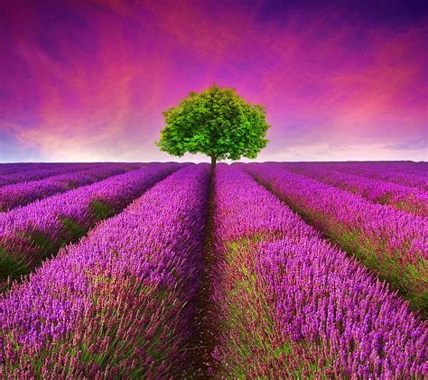 Lavender Field Flowers France Landscape Nature Provence Hd