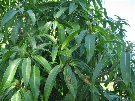 Forum Mango Trees Flowering In June