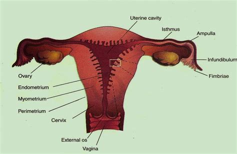 Uterus Kerry Ultrasound Eportfolio
