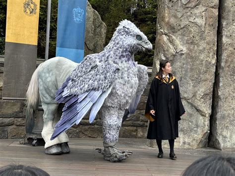 Photos Video Hippogriff Magical Encounter At The Wizarding World Of