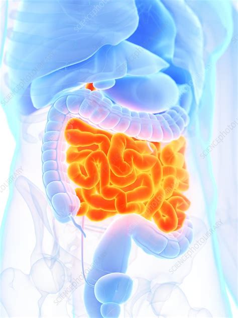small intestine illustration stock image f027 1717 science photo library