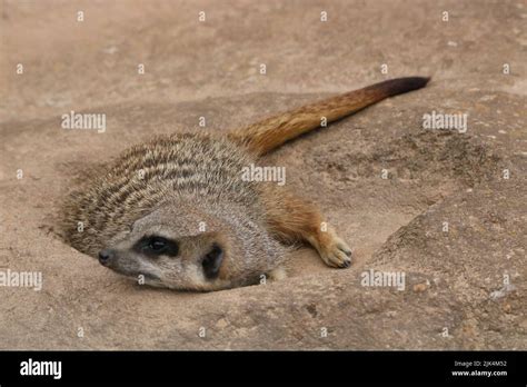 Meerkat Laying Down In The Sand Stock Photo Alamy