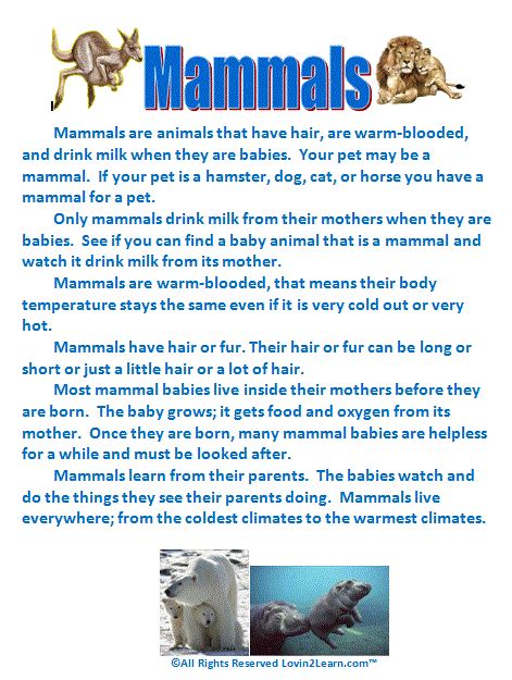 What Do You Know About Mammals Answer