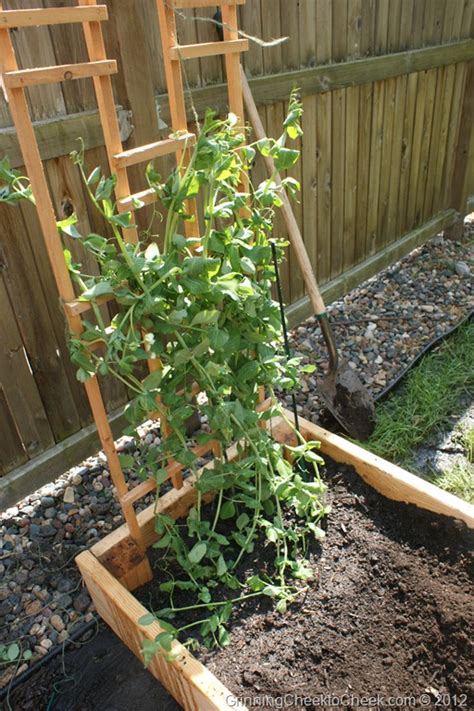 Garden Update Can I Transplant Sugar Snap Peas To A Different Area In My Garden Grinning