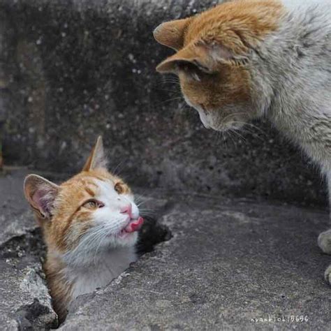 Photographer Captures Stray Cats Having Fun And Not Giving A Damn We