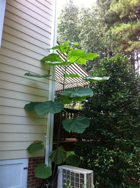 Tall Plant With Very Large Leaves Flowers Forums