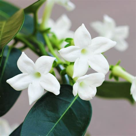 Madagascar Jasmine Plants For Sale Stephanotis Vine Easy To Grow Bulbs