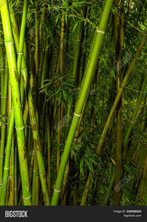 Bamboo Rainforest Image And Photo Free Trial Bigstock