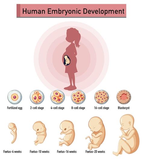 Desarrollo Embrionario Humano En Infograf A Humana Vector Gratis