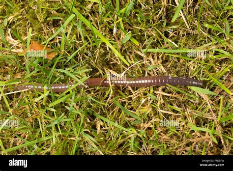 Earthworm Uk Hi Res Stock Photography And Images Alamy