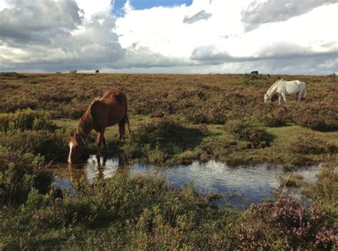 Explore The Freshwater Wildlife Of The New Forest