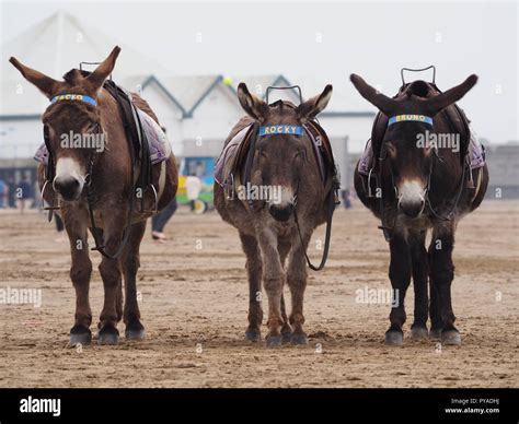 A Group Of Donkeys On Weston Super Mare Beach England Stock Photo Alamy