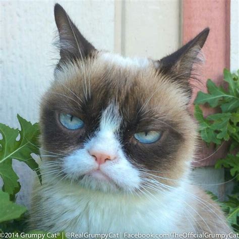 Me Thinks That Grumpy Cat Is Tired Of Pictures Being Taken Lol