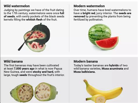 Heres What 5 Fruits And Vegetables Looked Like Before And After Humans