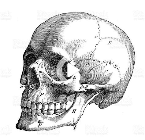 Antique Medical Scientific Illustration High Resolution Skull Profile