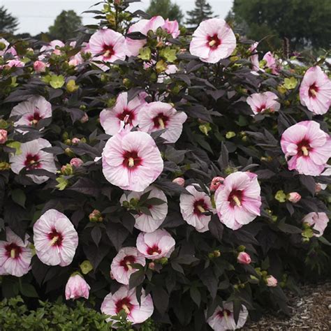 Hibiscus Summerific Perfect Storm Buy Rose Mallow Perennials Online