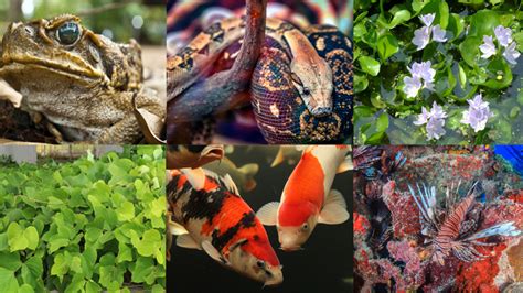 We're not an invasive species, though we're certainly doing harm to the world around us. Introduction to Invasive Species (Plants & Animals ...