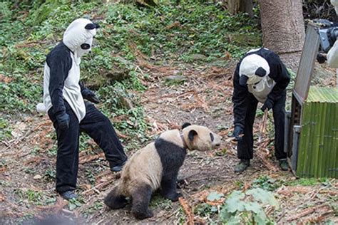Keepers Dress As Pandas To Prepare Bears For Wild In Pics Bt