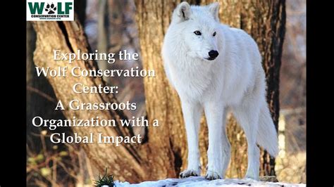 The Wolf Conservation Center A Grassroots Organizations Global