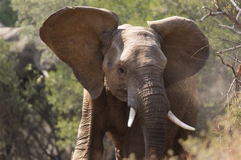 African Elephant Some Fascinating Facts And Pictures
