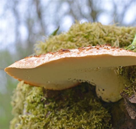 A Good Year For Dryads Saddle Best Bracket Fungus The Mushroom