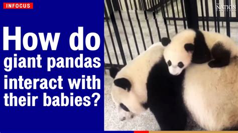 How Do Giant Pandas Interact With Their Babies